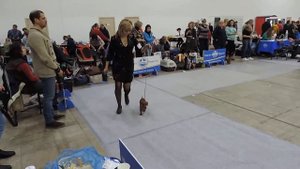 Такса кроличья г/ш сравнение на ЛПП