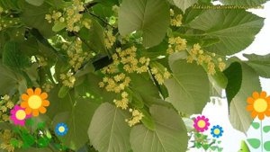 Липа мелколистная. Краткий обзор, описание характеристик tilia cordata