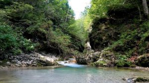 ЗВУКИ ПРИРОДЫ, ПЕНИЕ ПТИЦ 🍃ЛЕСНЫЕ ПТИЦЫ ПОЮТ НА ВЫСОКИХ ВИБРАЦИЯХ ОЗДОРАВЛИВАЕТ ВЕСЬ ОРГАНИЗМ