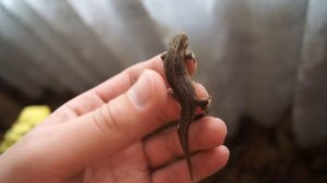 Животные ОбзорЫ - Зимовка Живородящих ящериц  Zootoca vivipara