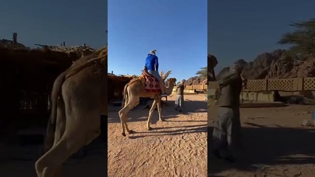 Египет. Шарлемшейк . Верблюды