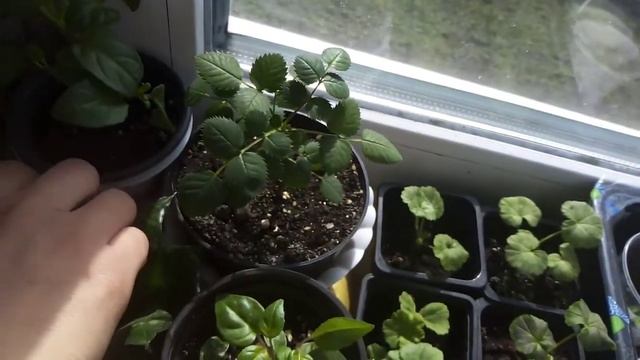 #комнатныерастения
Комнатные растения в начале Мая 2021. У мамы. На кухне. смотреть онлайн