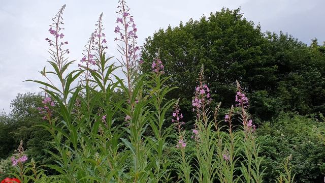 Видео заставка - дачный участок. Цветы и деревья. Video screensaver. 4К Видео без звука смотреть онлайн