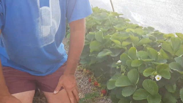 Клубника НСД при аномально высоких температурах смотреть онлайн