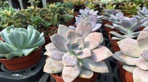 Graptopetalum pentandrum ssp.superbum 多肉植物圖鑑 超武雄縞斑