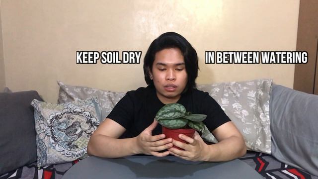 PLANT HAUL w CARE TIPS  Online Plant Shopping  Mas mura ba kapag online bumili?