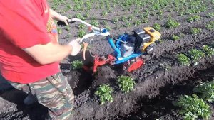 Междурядная обработка картофеля мотоблоком Нева.