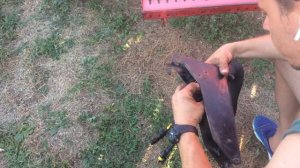 Контроль высева Эльворти СЗ АСТРА 3.6 сцепка из 3-х сеялок