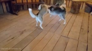 Питомник Хаски-Хутор на Роза Хутор (Красная Поляна): собачья любовь навсегда