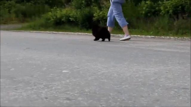 Грэйс Граунд Антонио Бандерас (продан в питомник Забава Путятишна) смотреть онлайн