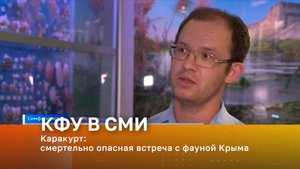 Каракурт: смертельно опасная встреча с фауной Крыма