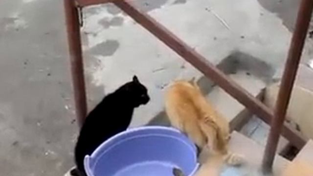 Коты делят территорию.