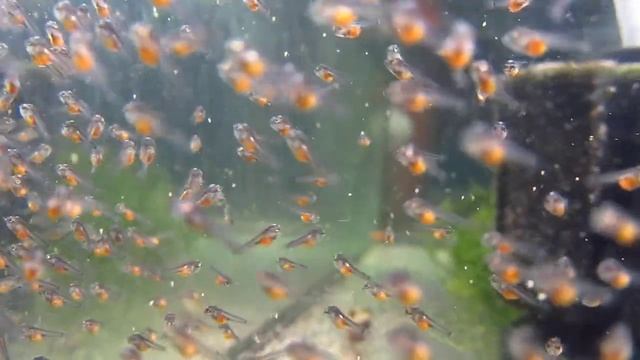 Скалярии. Разведение от А до Я,. Мальки объелись. Scalare/Angel fish fry very hangry