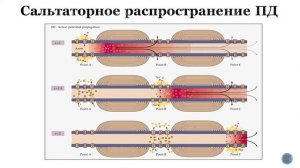 Биология. 9 класс. Зыбина А.М. Анатомия человека. Физиология. Мембранный потенциал