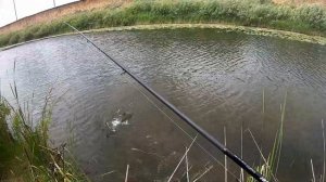 Рыбалка с берега на спининг. Такой рыбы я давно не ловил.