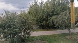 Замораживаю стручковую фасоль