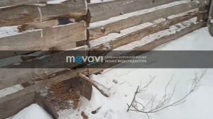 Убой свиньи