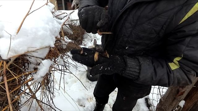 Стрижка копыт козлу. Крольчата проглоты... смотреть онлайн