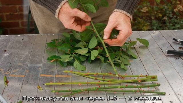 Как размножить розу от куста