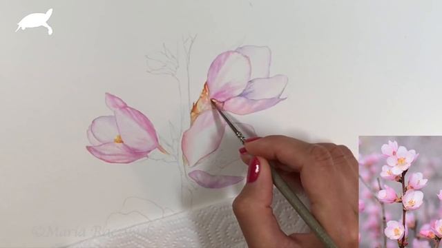 Cherry Blossom Flowers Painting in Watercolor Botanical Art смотреть онлайн