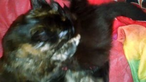 Воспитание котят Мейн кунов кошечкой постарше, мягко, но настойчиво