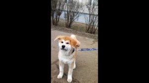 собака Акито-Ину Румянцева Никиты