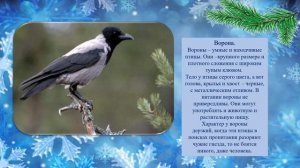Видео-урок _Зимующие птицы_