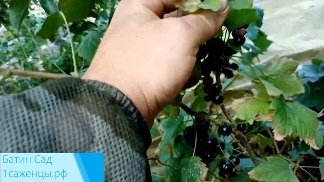 Красная смородина Литвиновская смотреть онлайн