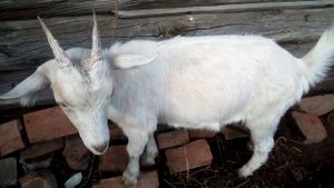 Вот так объедают дикий виноград наши козы, хотя у них есть много веток!