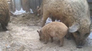 Кормление Венгерской пуховой мангалицы! Содержание в морозы без тёплой стайки!