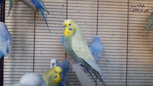 ? Учим попугая по имени Тоша говорить. Видеоурок 1: "Тоша хорошая птичка!"