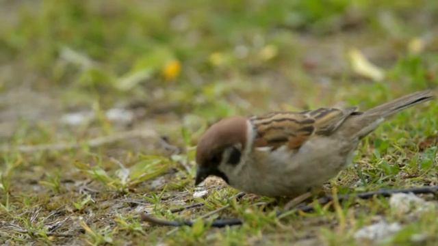 Из жизни воробьев смотреть онлайн