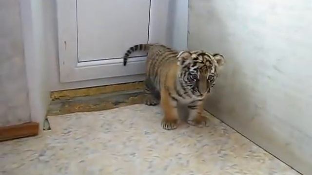 Тигренок рычит