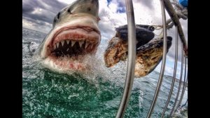 Самые хищные рыбы.