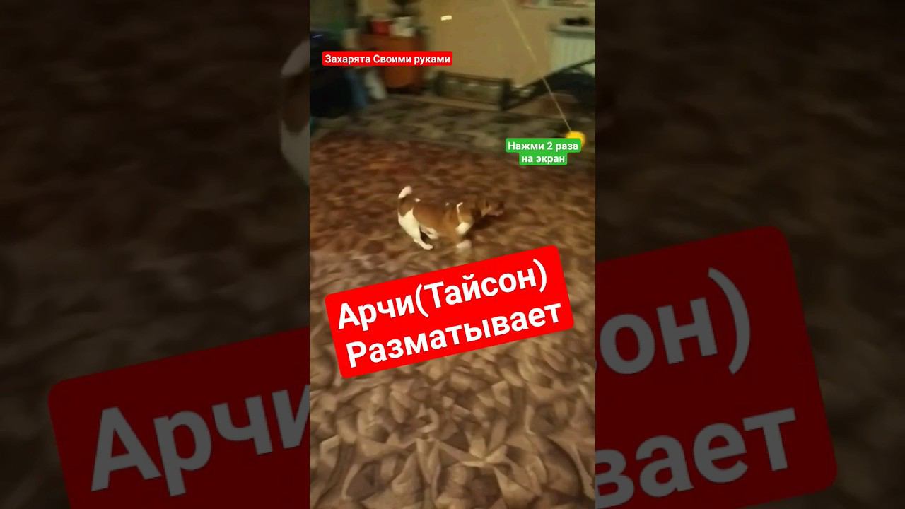 Чемпион угомонил мячь #братьязахарята #своимируками #zахарята