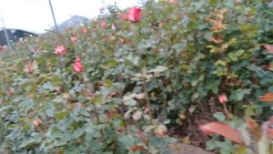 Обзор розы Paloma в Эквадорской теплице