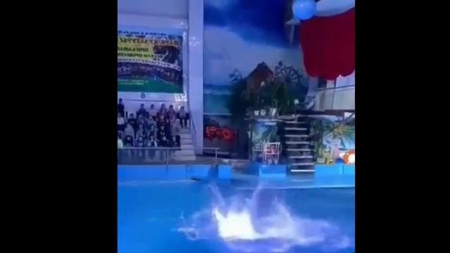 Они все умеют...