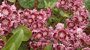 Кальмия Летшмин . Kalmia Latchmin .