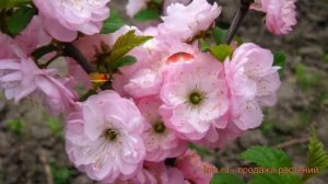 Миндаль трехлопастной (prunus triloba) ? трехлопастной миндаль обзор: как сажать, саженцы миндаля