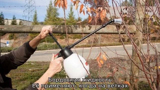 Когда можно опрыскивать плодовые деревья от вредителей