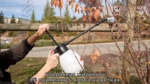 Когда можно опрыскивать плодовые деревья от вредителей