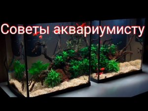 Советы начинающему аквариумисту