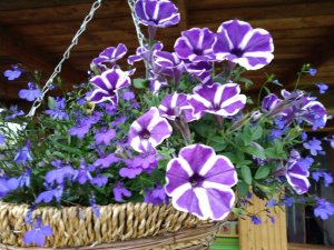 Почему петуния плохо растёт в плетёном кашпо,как помочь_.mp4