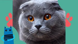 ТОП 5 самых милых пород кошек