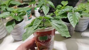 Что случилось с перцем и как это исправить? Ответ найдете в видео. Carolina reaper.