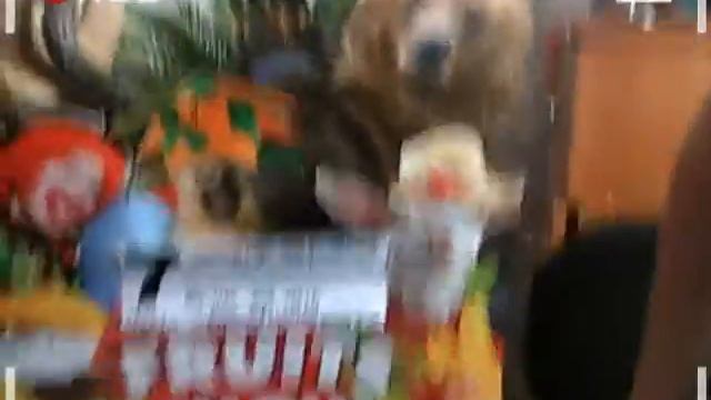 обзор приколов из цырка смотреть онлайн