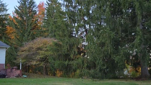 Blue Jay Way - Holder The Weimaraner 10/10/22 Verbally Bird Hunting смотреть онлайн