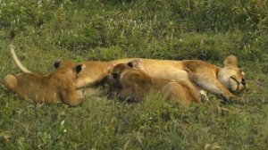 Львица с львятами