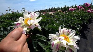 Забавный бело-зеленый пион CRAZY DAISY / Сад Ворошиловой