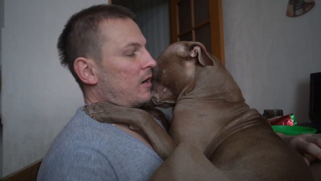 Вот вам самая серьёзная и очень опасная порода питбуль смотреть онлайн